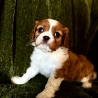 Daisy, a female Cavalier King Charles Spaniel for sale in Hardy, AR – Photo 4 of 5