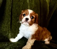 Daisy, a female Cavalier King Charles Spaniel for sale in Hardy, AR – Photo 4 of 5