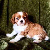 Daisy, a female Cavalier King Charles Spaniel for sale in Hardy, AR – Photo 1 of 5