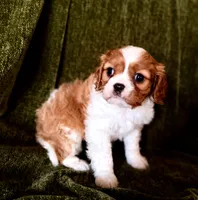 Daisy, a female Cavalier King Charles Spaniel for sale in Hardy, AR – Photo 1 of 5