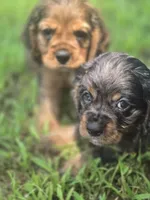Sissy, a female Cocker Spaniel for sale in Hardy, AR – 10 of 10