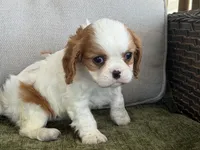 Carter, a male Cavalier King Charles Spaniel for sale in Hardy, AR – Photo 7 of 8