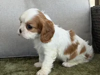 Carter, a male Cavalier King Charles Spaniel for sale in Hardy, AR – Photo 6 of 8