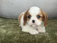 Carter, a male Cavalier King Charles Spaniel for sale in Hardy, AR – Photo 5 of 8