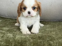 Carter, a male Cavalier King Charles Spaniel for sale in Hardy, AR – Photo 3 of 8