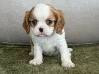 Carter, a male Cavalier King Charles Spaniel for sale in Hardy, AR – Photo 8 of 8