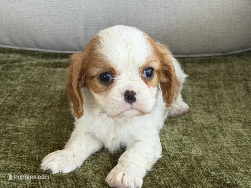 Carter – Cavalier King Charles Spaniel puppy for sale in Hardy, AR