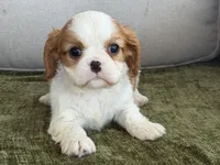 Carter, a male Cavalier King Charles Spaniel for sale in Hardy, AR – Photo 2 of 8