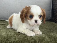 Carter, a male Cavalier King Charles Spaniel for sale in Hardy, AR – Photo 4 of 8