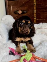 Banjo, a male Cocker Spaniel for sale in Hardy, AR – 9 of 9