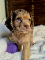 Patch, a male Cocker Spaniel for sale in Hardy, AR – 9 of 9