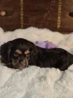Sammy, a male Cocker Spaniel for sale in Hardy, AR – 2 of 10
