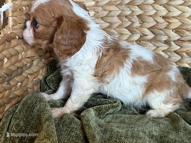 Isabella – Cavalier King Charles Spaniel puppy for sale in Hardy, AR