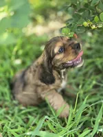 Zack, a male Cocker Spaniel for sale in Hardy, AR – 6 of 6