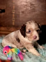 Aroura, a female Cocker Spaniel for sale in Hardy, AR – 3 of 10