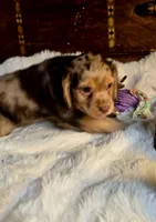 Patch, a male Cocker Spaniel for sale in Hardy, AR – 7 of 9