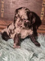 Jade, a female Cocker Spaniel for sale in Hardy, AR – 7 of 9
