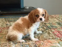 Stormy, a male Cavalier King Charles Spaniel for sale in Hardy, AR – 2 of 5