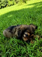 Alley, a female Cocker Spaniel for sale in Hardy, AR – 3 of 10