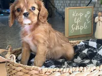 Harry, a male Cavalier King Charles Spaniel for sale in Hardy, AR – 3 of 7