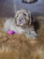 Buffy, a male Cocker Spaniel for sale in Hardy, AR – 6 of 10