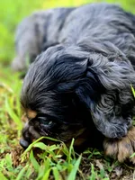 Beautiful Girl, a female Cocker Spaniel for sale in Hardy, AR – 4 of 9