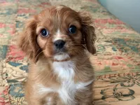 Murphy, a male Cavalier King Charles Spaniel for sale in Hardy, AR – 1 of 4
