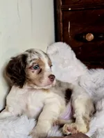Care Bear, a male Cocker Spaniel for sale in Hardy, AR – 8 of 9