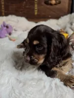 Banjo, a male Cocker Spaniel for sale in Hardy, AR – 2 of 9