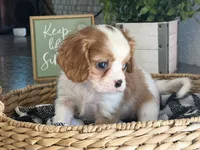 Annie, a female Cavalier King Charles Spaniel for sale in Hardy, AR – 3 of 5