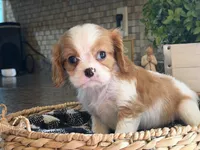 Lana, a female Cavalier King Charles Spaniel for sale in Hardy, AR – 8 of 8
