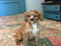 Murphy, a male Cavalier King Charles Spaniel for sale in Hardy, AR – 3 of 4