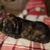 Dustin, a male Cocker Spaniel for sale in Hardy, AR – Photo 5 of 8