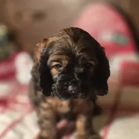 Dustin, a male Cocker Spaniel for sale in Hardy, AR – Photo 1 of 8