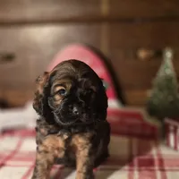Dustin, a male Cocker Spaniel for sale in Hardy, AR – Photo 2 of 8