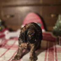 Dustin, a male Cocker Spaniel for sale in Hardy, AR – Photo 3 of 8