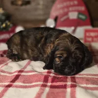Dustin, a male Cocker Spaniel for sale in Hardy, AR – Photo 7 of 8