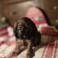 Dustin, a male Cocker Spaniel for sale in Hardy, AR – Photo 6 of 8