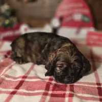 Dustin, a male Cocker Spaniel for sale in Hardy, AR – Photo 8 of 8