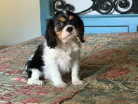Shiloh, a male Cavalier King Charles Spaniel for sale in Hardy, AR – 2 of 5