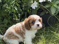 Will, a male Cavalier King Charles Spaniel for sale in Hardy, AR – 7 of 8