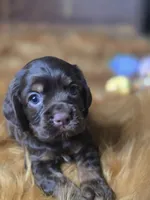 Akria, a female Cocker Spaniel for sale in Hardy, AR – 5 of 10