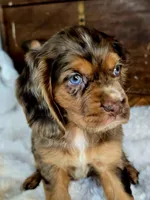 Heath, a male Cocker Spaniel for sale in Hardy, AR – 9 of 9