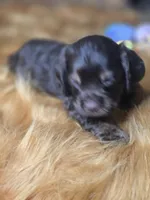 Akria, a female Cocker Spaniel for sale in Hardy, AR – 2 of 10