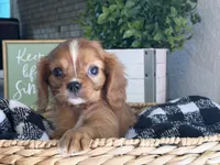 Lacey, a female Cavalier King Charles Spaniel for sale in Hardy, AR – 7 of 7