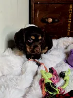 Banjo, a male Cocker Spaniel for sale in Hardy, AR – 7 of 9
