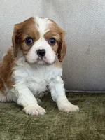 Tucker, a male Cavalier King Charles Spaniel for sale in Hardy, AR – Photo 5 of 6