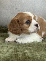 Tucker, a male Cavalier King Charles Spaniel for sale in Hardy, AR – Photo 2 of 6