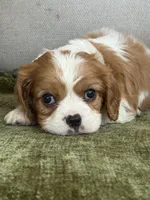 Tucker, a male Cavalier King Charles Spaniel for sale in Hardy, AR – Photo 3 of 6