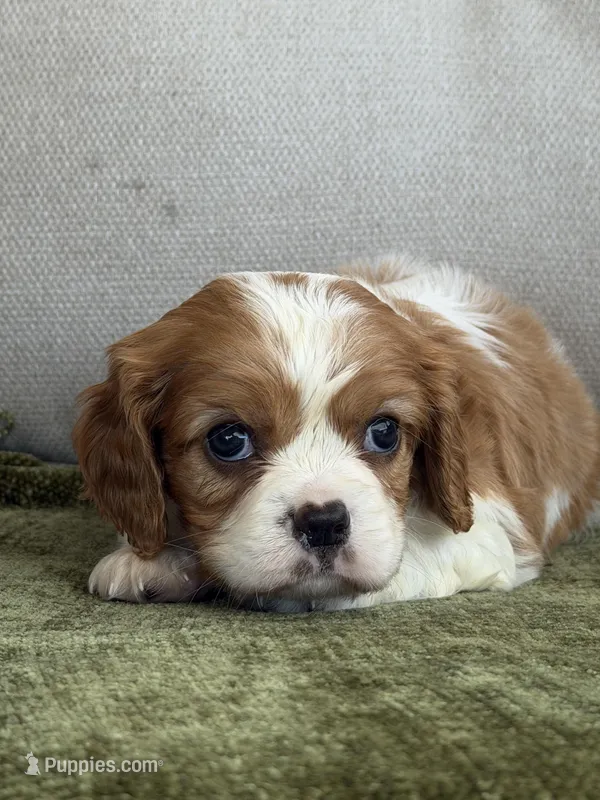 Tucker – Cavalier King Charles Spaniel puppy for sale in Hardy, AR